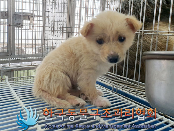 한국동물구조관리협회_441560202300312